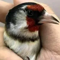 سهره