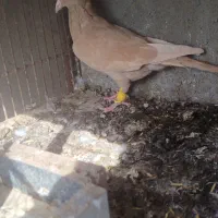 ماده زرد کرمانی فروشی|پرنده|تربتحیدریه, کلاته توکلی|دیوار