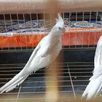 عروس هلندی آلبینو دوکت