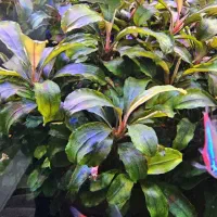 گیاه بوسفلاندرا