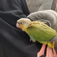 دو عدد جوجه گرینچ