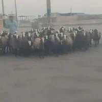 ارسال از شهـر شال میش hfero گوسفند چنـد ژن بره|حیوانات مزرعه|ساری, |دیوار