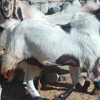 چپش گلابی|حیوانات مزرعه|رابر, |دیوار