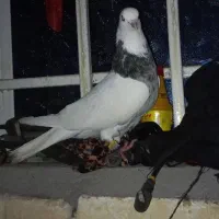 کبوتر رنگی|پرنده|سوسنگرد, |دیوار