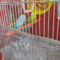 پرنده خانگی|پرنده|تربت جام, پاسداران|دیوار