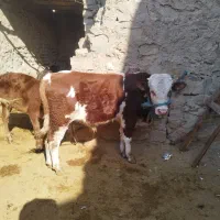 گوشت مراسمات با تخفیف ویژه فروشی|خدمات پذیرایی، مراسم|مسجد سلیمان, |دیوار