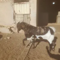 بز.بزغاله.گوسفند.بره.دوبر