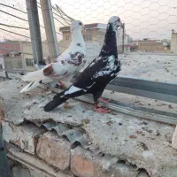 پرنده کبوتر چیل طوقی|پرنده|گنبد کاووس, |دیوار