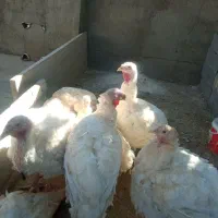 بوقلمون پرورشی