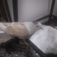 ماده پلاس کاکلی