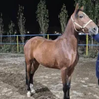 اسب مادیان کرد شجره داره