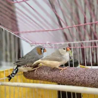 فنچ جفت نروماده