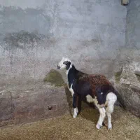 بره قورچ پلنگی