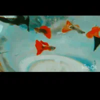 ما هی گوپی وهلزون سیب|ماهی|کاشان, راوند|دیوار