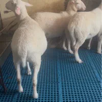 گوسفند رومن اصل