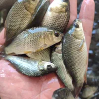 ماهی کپور . امور . فیتو . کوی .گلد فیش و قرمز