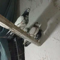 16عدد کبوتر خوب پرشی|پرنده|چهاردانگه (تهران), |دیوار