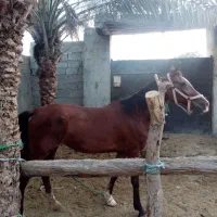 اسب ماده|اسب و تجهیزات اسبسواری|بند زرک, |دیوار