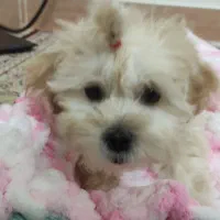 سگ نژادمالتیپوعروسکی|سگ|سبزوار, پاسداران|دیوار