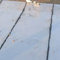 کبوتر|پرنده|طرهان, |دیوار