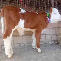 خرید و فروش انواع گوساله|حیوانات مزرعه|کهنوج, |دیوار