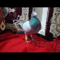 کبوتر پلاکی عراق