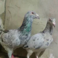 سار هفت رنگ خطی|پرنده|تربت‌حیدریه, اندیشه|دیوار