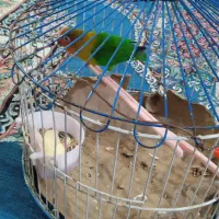 طوطی  برزیلی خوشگل ناز|پرنده|نهاوند, |دیوار