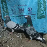 کبوتر مسافتی