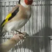 سه‌عدد‌سهره‌بخون‌درجه‌یک