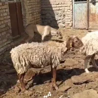بز .میش ابستن .میش بدون بره|حیوانات مزرعه|بردسکن, |دیوار