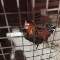 خروس و مرغ محلی بندرلنگه