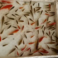 ماهی قرمز