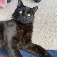 واگذاری موقت