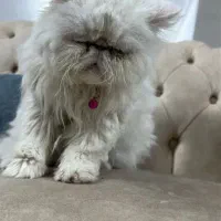 گربه پرشین|گربه|تفت, |دیوار