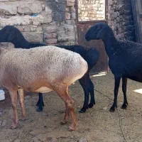 گوسفند|حیوانات مزرعه|زابل, |دیوار