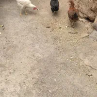 مرغ|حیوانات مزرعه|سقز, |دیوار