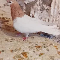 کفتر|پرنده|نیشابور, سرآب کوشک|دیوار