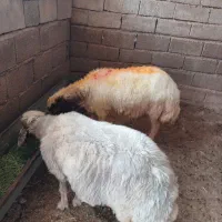 ۲ راس میش چاق داشتی