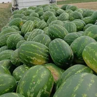 هندوانه
