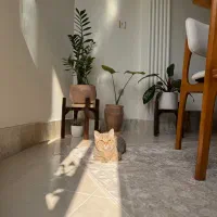 گربه اسکاتیش|گربه|گرگان, |دیوار
