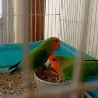 یه جفت طوطی برزیلی سالم و سرحال