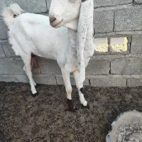 بز اصل گلابی گوش پنجاه سانت