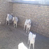 بز و بزغاله آبستن سانَن|حیوانات مزرعه|باخزر, |دیوار