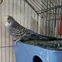 یک جفت مرغ عشق با ۲ جوجه در لونه|پرنده|قنوات, |دیوار