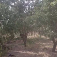 فروش باغ|فروش زمین و ملک کلنگی|سامان, |دیوار