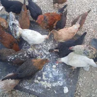 فروش مرغ و جوجه