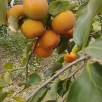 خریدار خرمالو