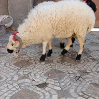 بره گوسفند وطنی چاق و چله|حیوانات مزرعه|زاهدان, |دیوار