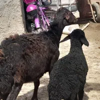 گوسفند  قزل با بره قره  قزل